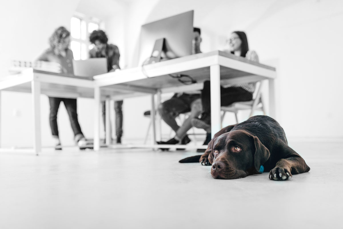 HCA Assekuranz Versicherungsmakler Bürohund liegt entspannt vor Besprechungstisch